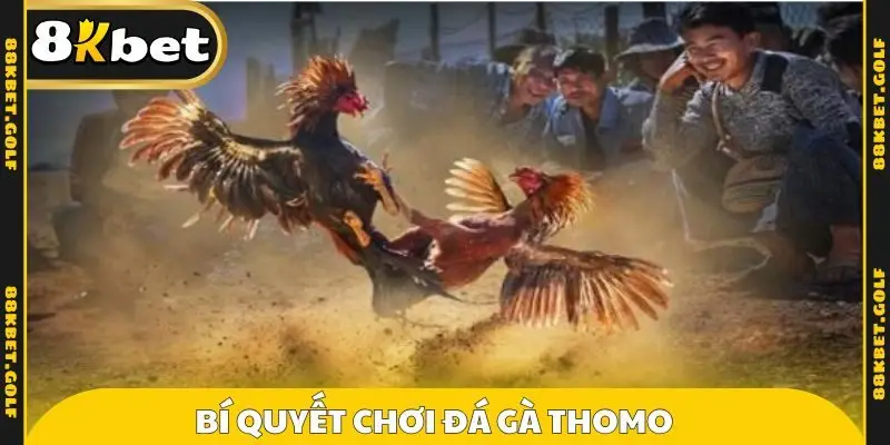 Bí quyết chơi đá gà Thomo